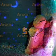 Ночник-проектор "Черепаха" - фото 18864