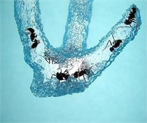 Муравьиная ферма 16x14x3 - фото 19577