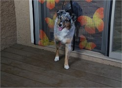 Москитные шторы Magic Mesh - фото 19695