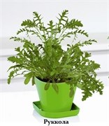 Набор для выращивания пряных растений Tescoma Sense - фото 24900