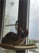 Лежанка подвесная для кошек "Теплое Местечко" (sunny seat) - фото 26190